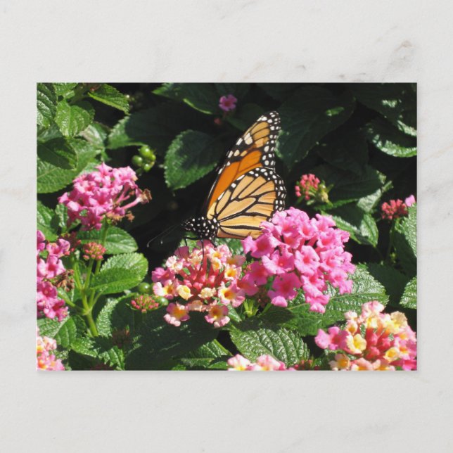 Carte postale Fleurs de beurre (Devant)