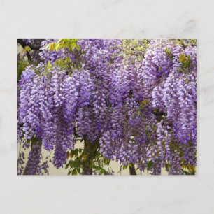 Carte Postale Fleurs de bisteria violet