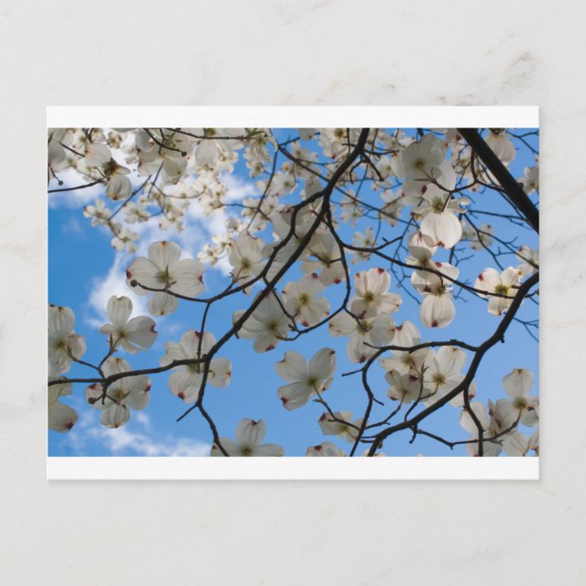 Carte Postale Fleurs de bois de chien, Ohio (Devant)