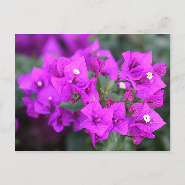 Carte Postale Fleurs de bougainvilliers violets (Devant)