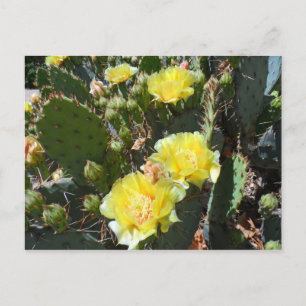 Carte Postale Fleurs de cactus