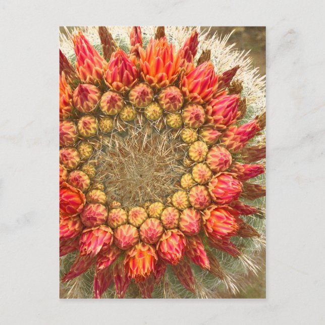 Carte Postale Fleurs de cactus 016a (Devant)