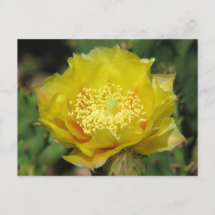 Carte Postale Fleurs de cactus à poires
