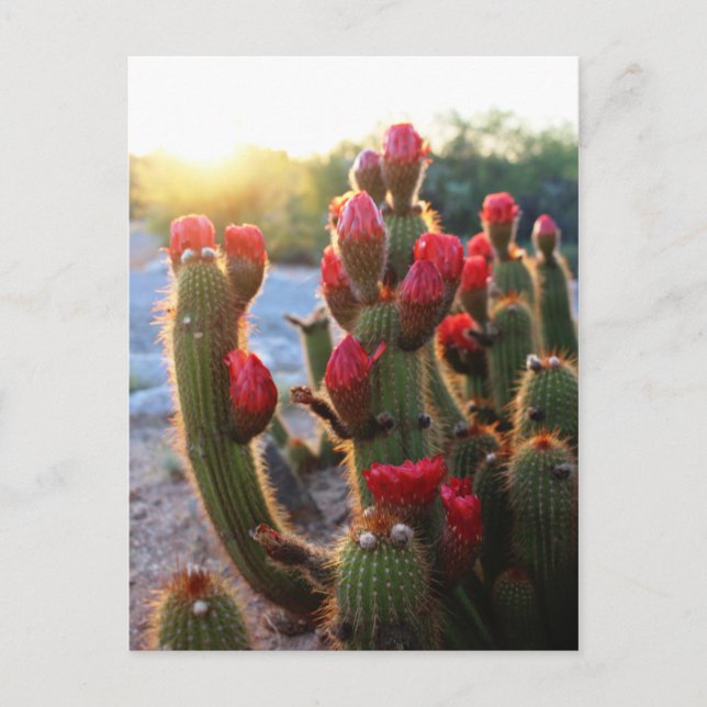 Carte Postale Fleurs de cactus Coucher de soleil sur les fleurs  (Devant)