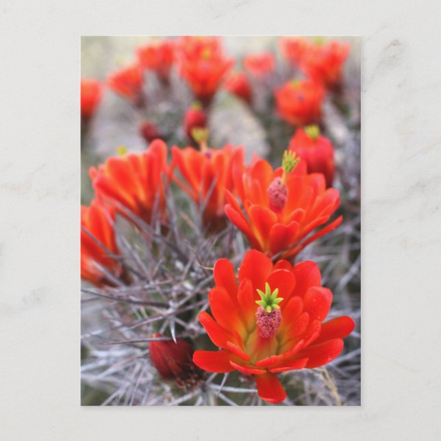 Carte Postale Fleurs de cactus Coupes de Claret en Fleurs rouges (Devant)