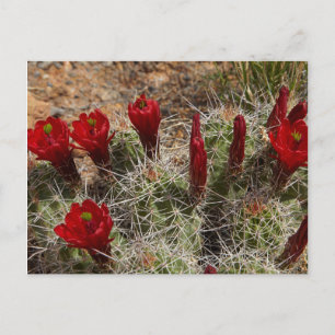 Carte Postale Fleurs de cactus de la Coupe Claret 2