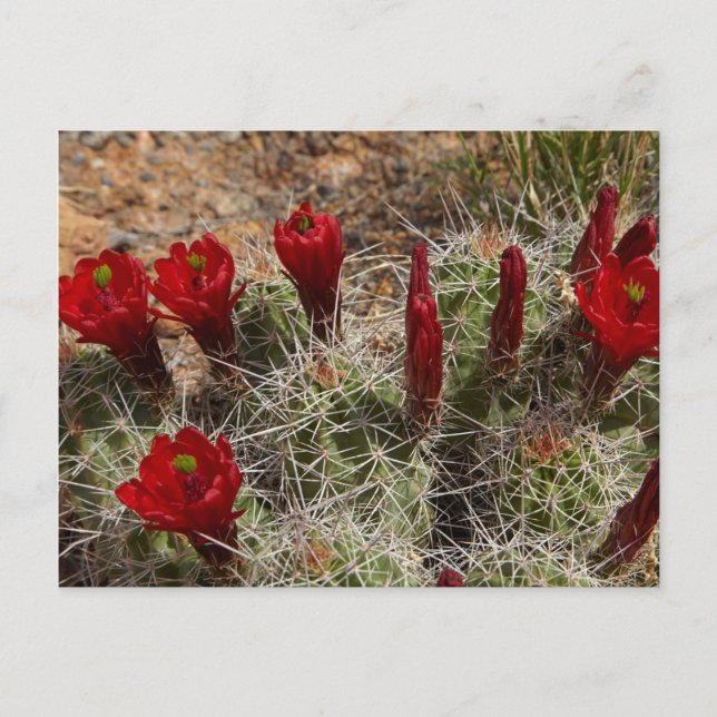 Carte Postale Fleurs de cactus de la Coupe Claret 2 (Devant)