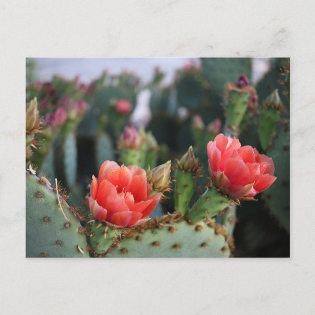 Carte Postale Fleurs de cactus Fleurs roses rouges (Devant)