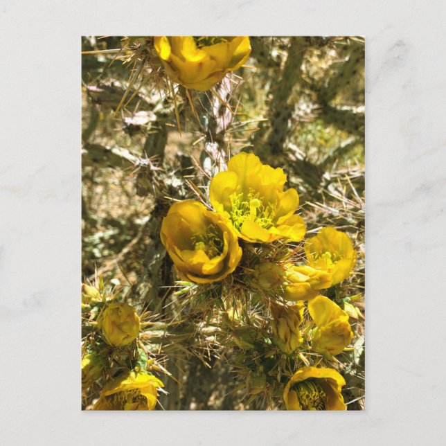 Carte Postale Fleurs de cactus Flores de cholla jaune (Devant)