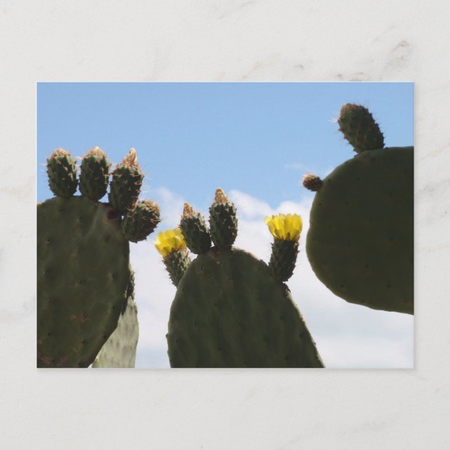 Carte Postale Fleurs de cactus jaunes (Devant)