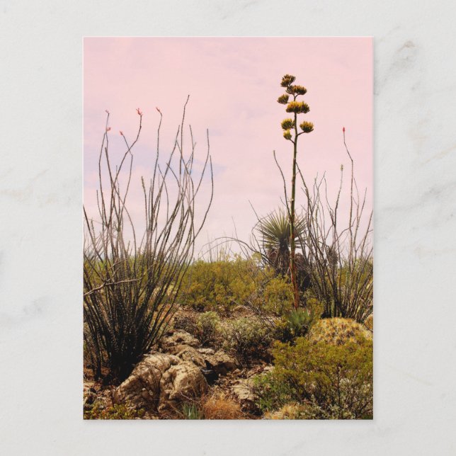 Carte Postale Fleurs de cactus Nouveau-Mexique fleurissent (Devant)