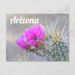 Carte Postale Fleurs de cactus roses, Arizona