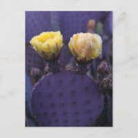 Fleurs de cactus violets Fleurs jaunes
