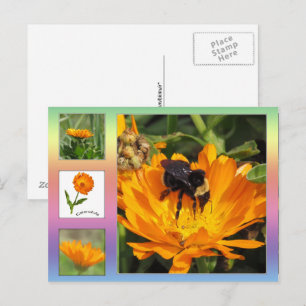 Carte postale – Fleurs de Calendula orange