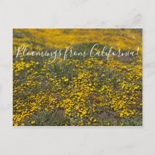 Carte Postale Fleurs de Californie !