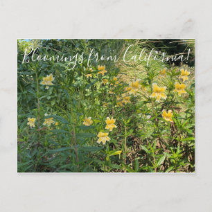 Carte Postale Fleurs de Californie : Fleur de singe