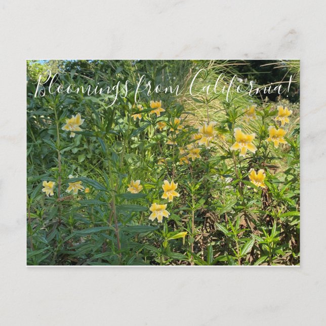 Carte Postale Fleurs de Californie : Fleur de singe (Devant)