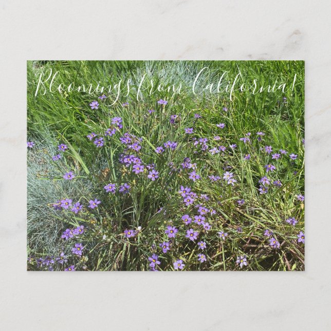 Carte Postale Fleurs de Californie : Herbe aux yeux bleus (Devant)