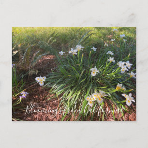 Carte Postale Fleurs de Californie: Iris Canyon Snow