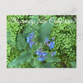 Carte Postale Fleurs de Californie : Langue de Chien du Pacifiqu