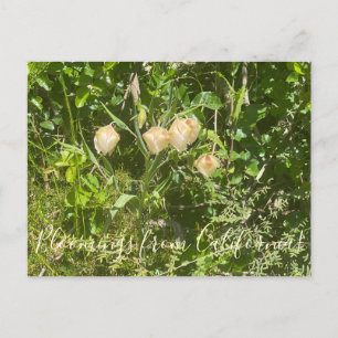 Carte Postale Fleurs de Californie : Lanternes de Fée