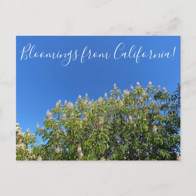 Carte Postale Fleurs de Californie : Marronnier de Californie Po (Devant)