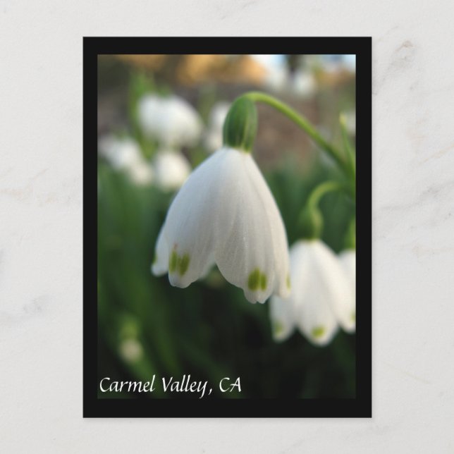 Carte postale Fleurs de Carmel Valley (Devant)