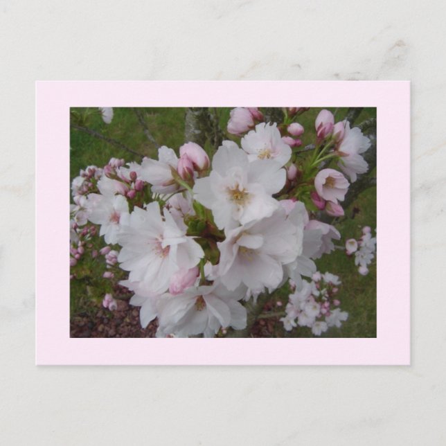 Carte Postale Fleurs de cerises délicates (Devant)
