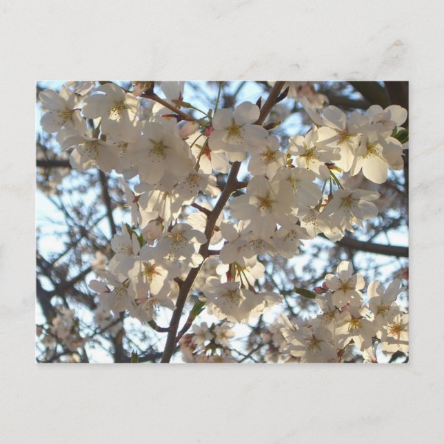 Carte Postale Fleurs de cerises du soir I Printemps Floral (Devant)