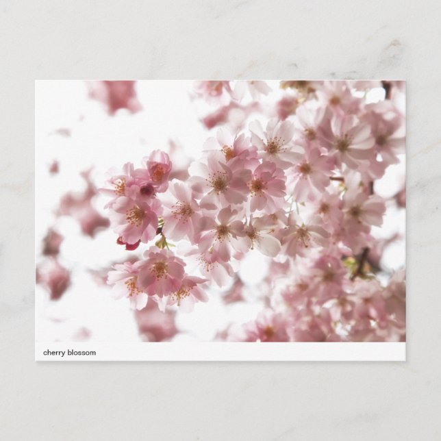 Carte Postale fleurs de cerisier (Devant)