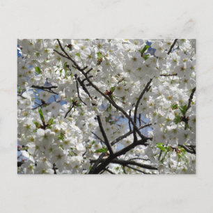 Carte Postale Fleurs de cerisier blanches : Tokyo