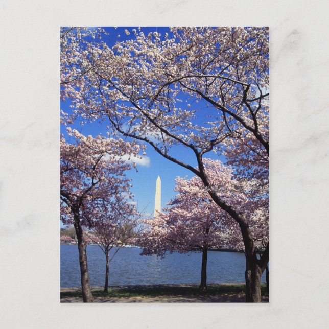 Carte Postale Fleurs de cerisier dans le Washington DC (Devant)