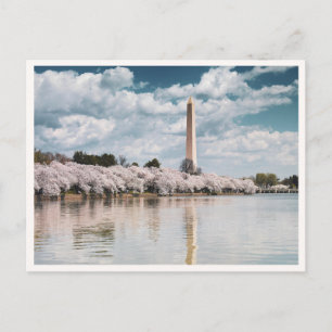 Carte Postale Fleurs de cerisier du monument Washington DC Photo