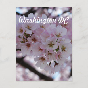 Carte Postale Fleurs de cerisiers