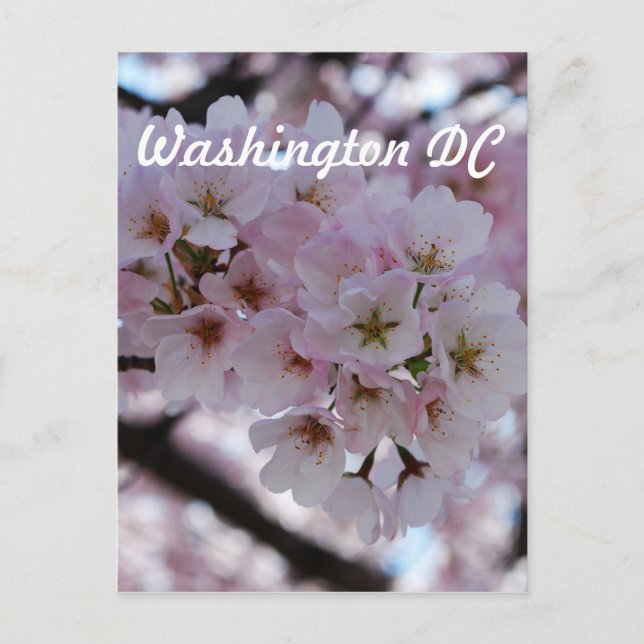 Carte Postale Fleurs de cerisiers (Devant)