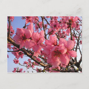 Carte Postale Fleurs de cerisiers