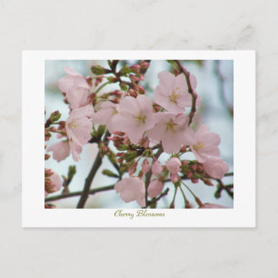 Carte Postale Fleurs de cerisiers