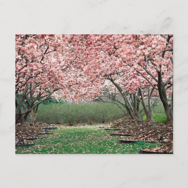 Carte Postale Fleurs de cerisiers (Devant)