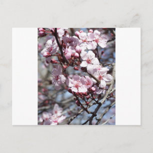 Carte Postale fleurs de cerisiers