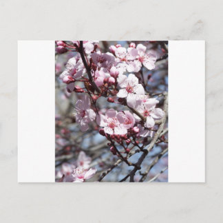 Carte Postale fleurs de cerisiers
