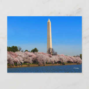 Carte Postale Fleurs de cerisiers