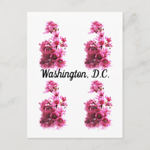 Carte Postale Fleurs de cerisiers à Washington, D.C.