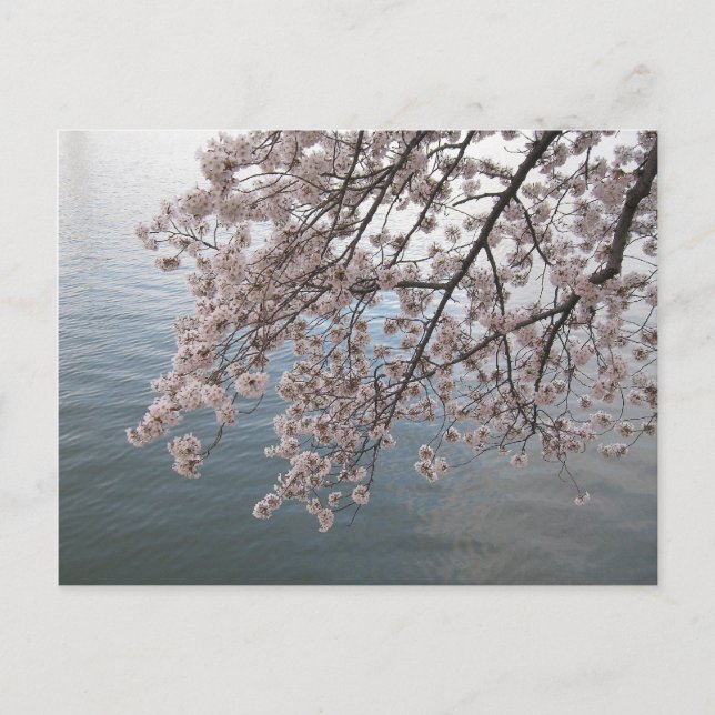 Carte Postale fleurs de cerisiers au-dessus du bassin de marée (Devant)
