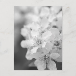 Carte Postale Fleurs de cerisiers d'oiseaux en noir et blanc