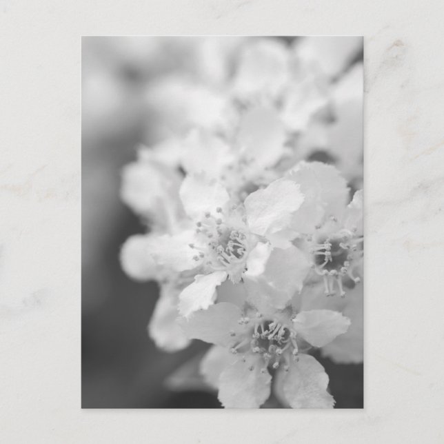 Carte Postale Fleurs de cerisiers d'oiseaux en noir et blanc (Devant)