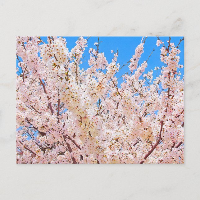 Carte Postale Fleurs de cerisiers en pleine floraison (Devant)