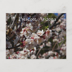 Carte Postale Fleurs de cerisiers fleuris à Prescott, Arizona