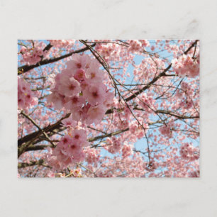 Carte Postale Fleurs de cerisiers : Japon