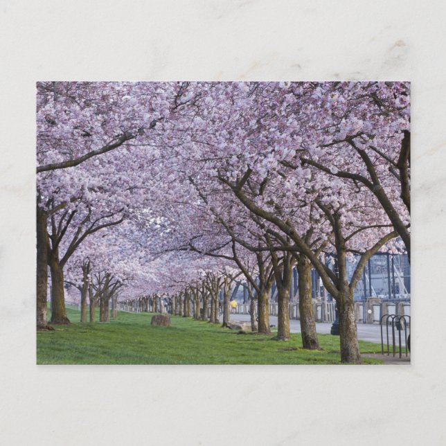 Carte Postale Fleurs de cerisiers le long de la rivière Willamet (Devant)