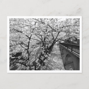 Carte Postale Fleurs de cerisiers : Meguro, Tokyo (noir/blanc)